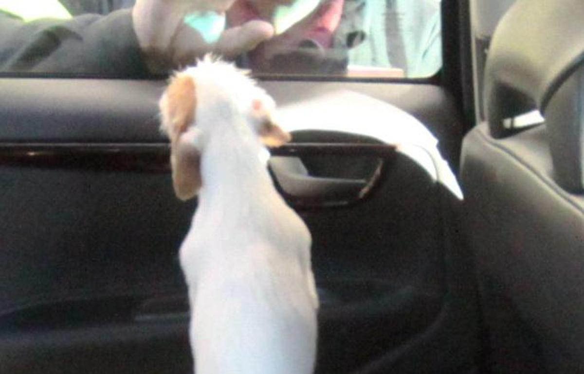 Lasciare un animale in auto al caldo è reato. Si può rompere il finestrino? Le risposte dell’Oipa, con un’infografica e un videotutorial per sensibilizzare