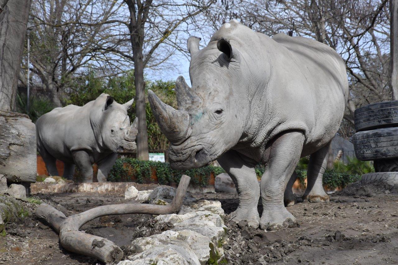 Bioparco una 