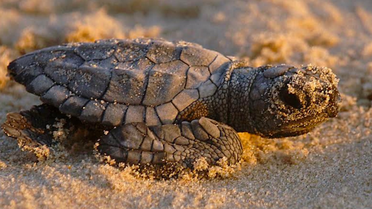 Tartarughe caretta 